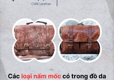 Các loại nấm mốc có trong đồ da thường thấy