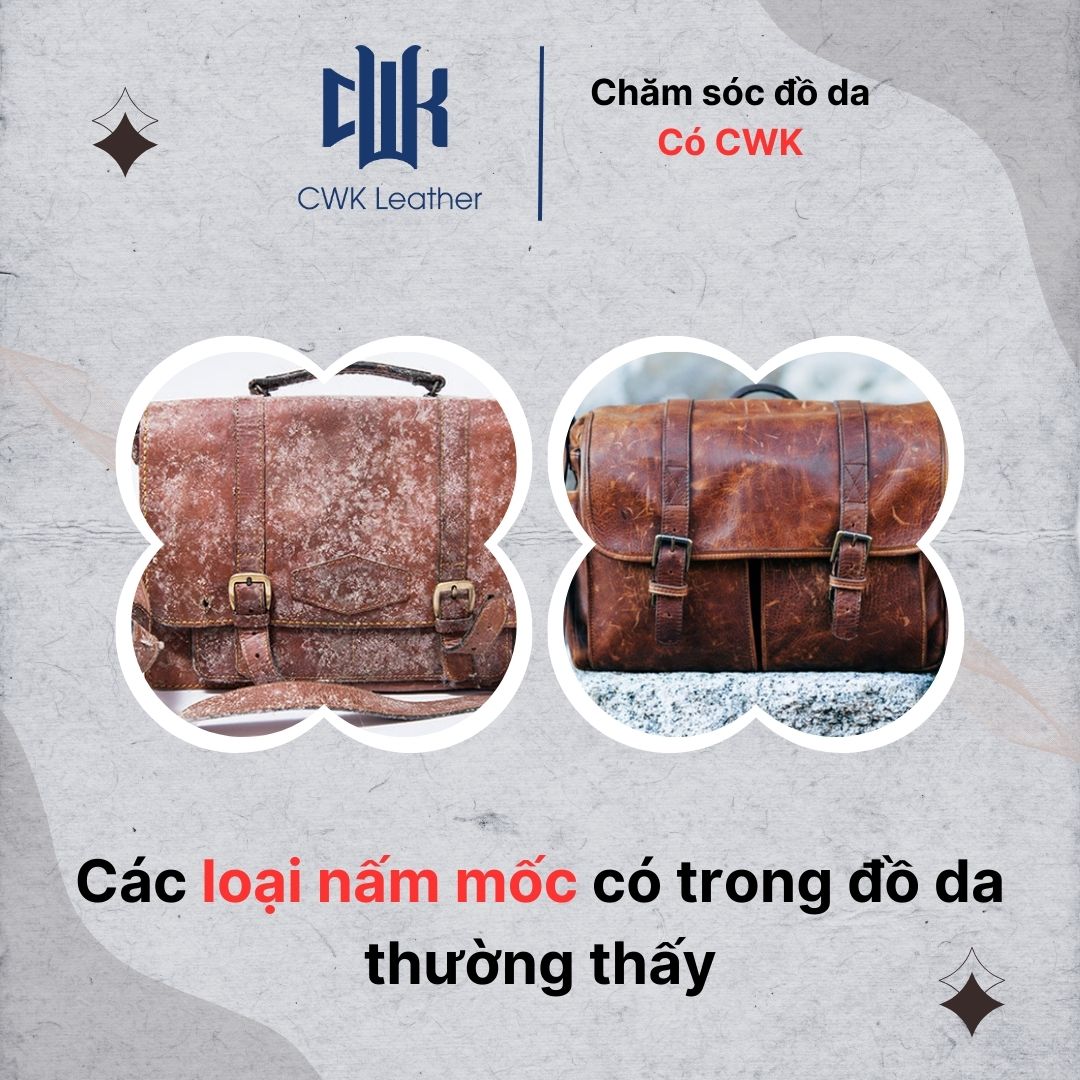 Các loại nấm mốc có trong đồ da thường thấy